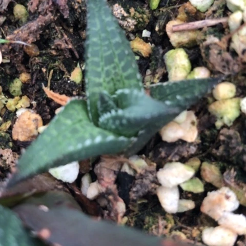 九****童雷鳞硬叶多肉植物侧牙
