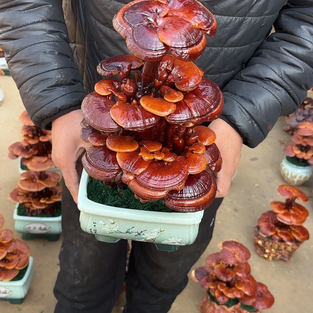 无花朵灵芝是我国著名植物