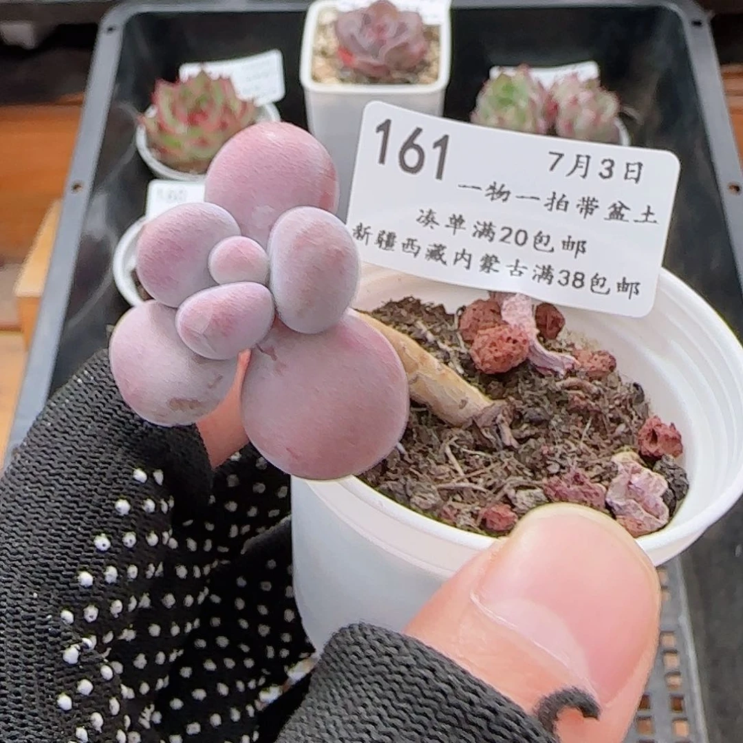 多肉0703-161福利福利