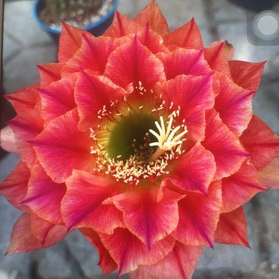 火焰超越侧芽5公分毛花柱仙人球