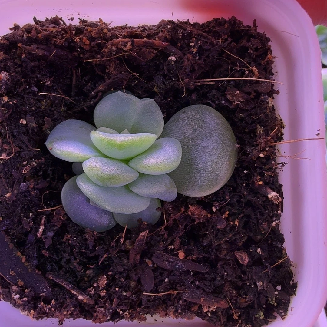 1366甜心一物一拍^_^