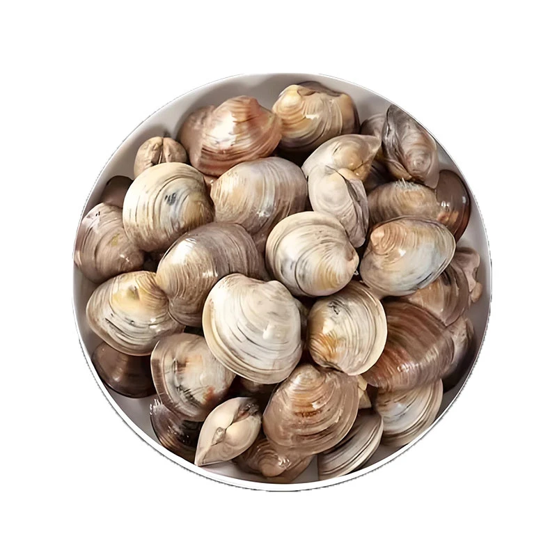 鲜活青蛤400g±10g