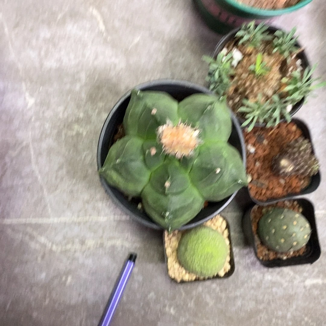 鬼***）一物一拍一棵仙人球