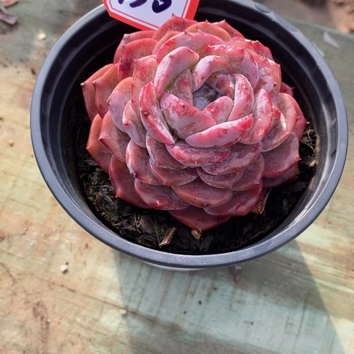 希****嘻一物一拍恩宠多肉150