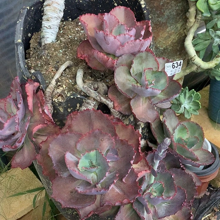 唐***啦蓝色妖姬断过 多肉植物 9.27号左右发