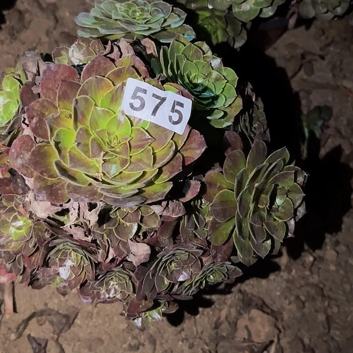 575花月夜多肉植物不售后