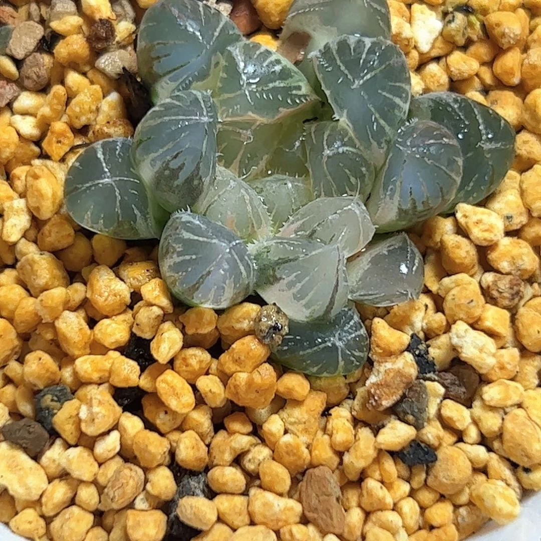 霓虹灯变异十二卷多肉植物