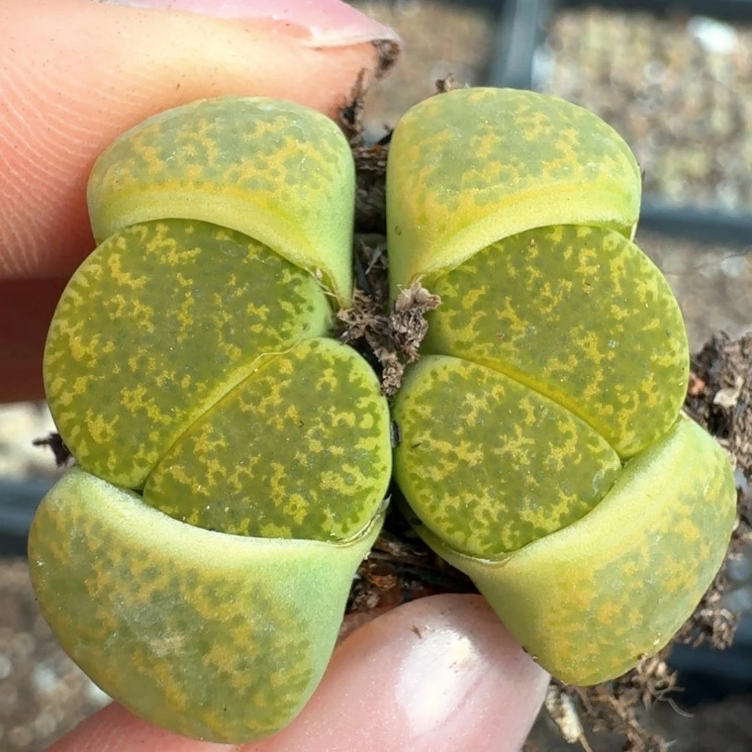 444四套曲000000000