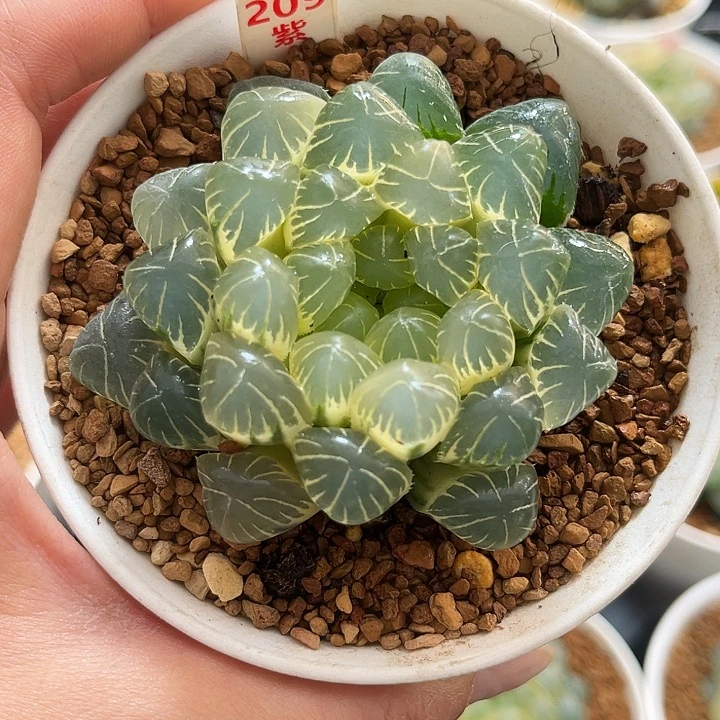 209糊斑湖水玉露锦