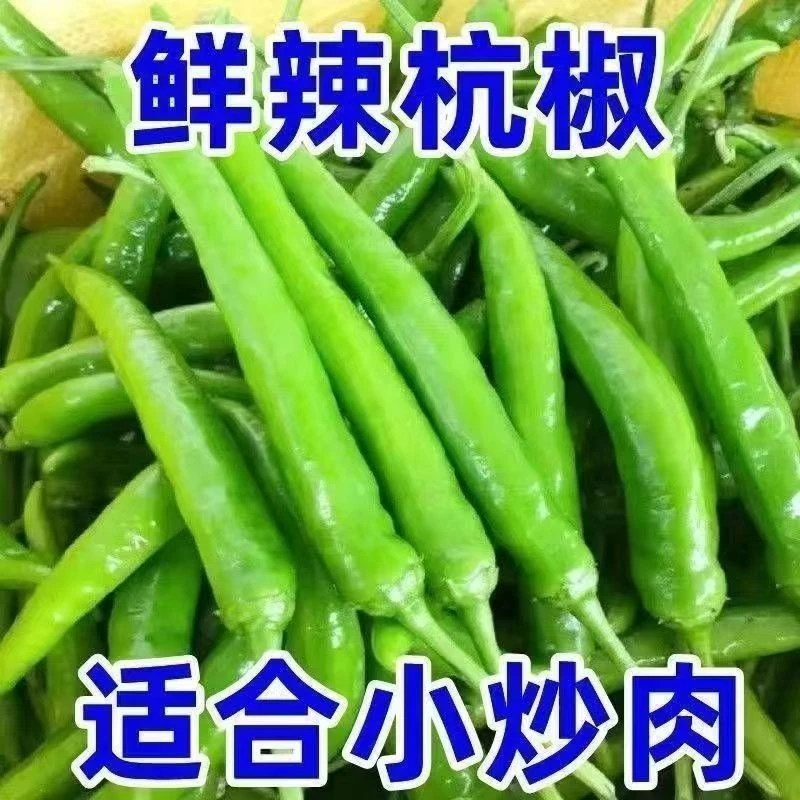 【全店满6包包邮】【164】香辣杭椒种子