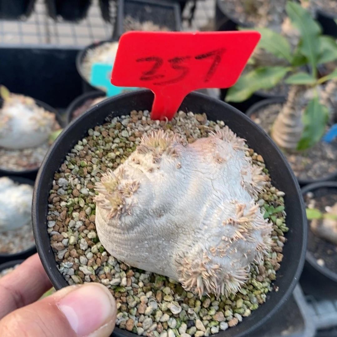 产地慧比须笑多肉