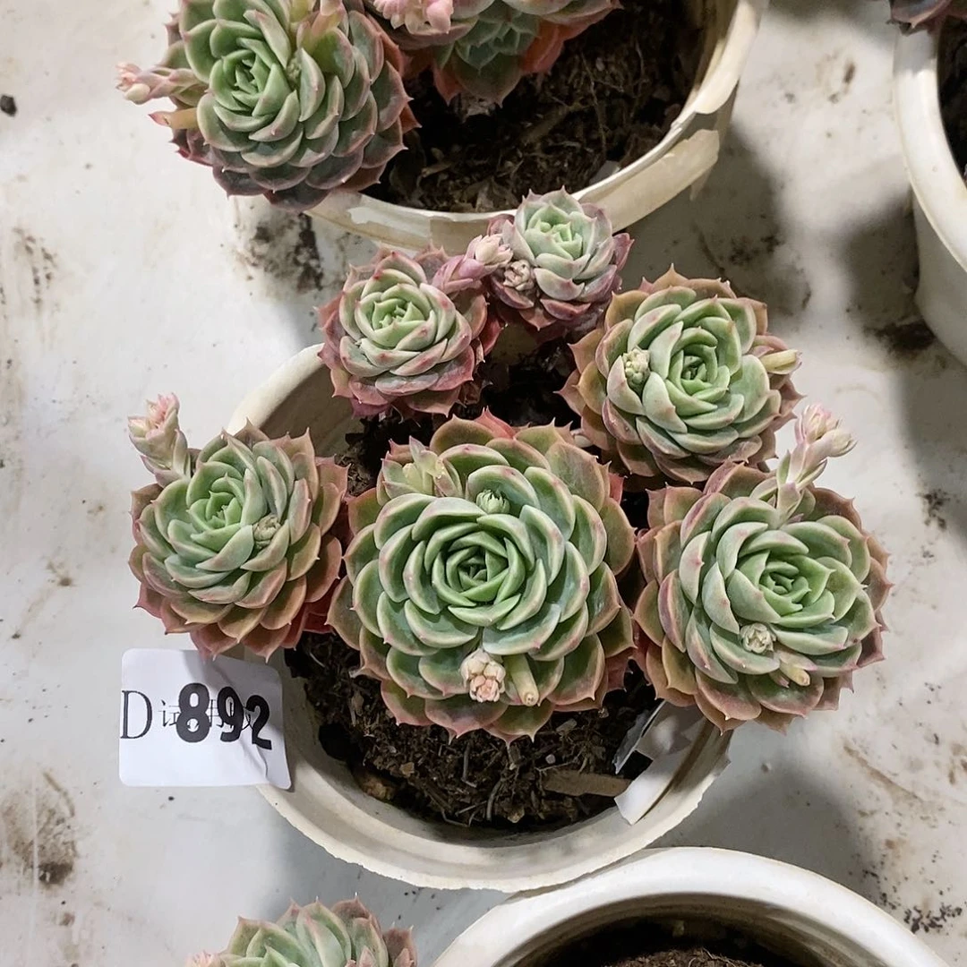 南***花892昂斯诺多肉植物