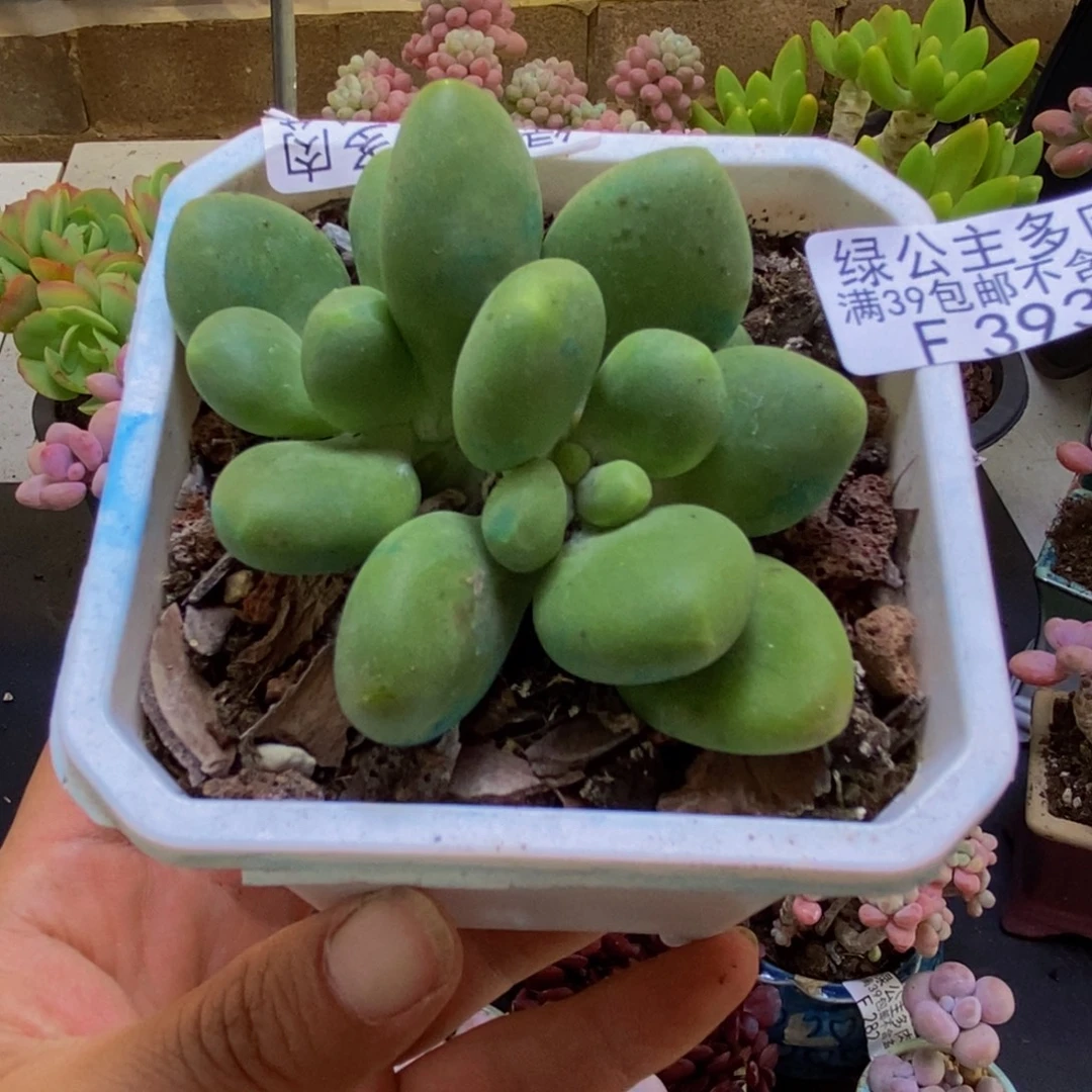 393芒果奶6cm多肉