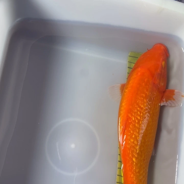 锦鲤锦鲤红白火鲤