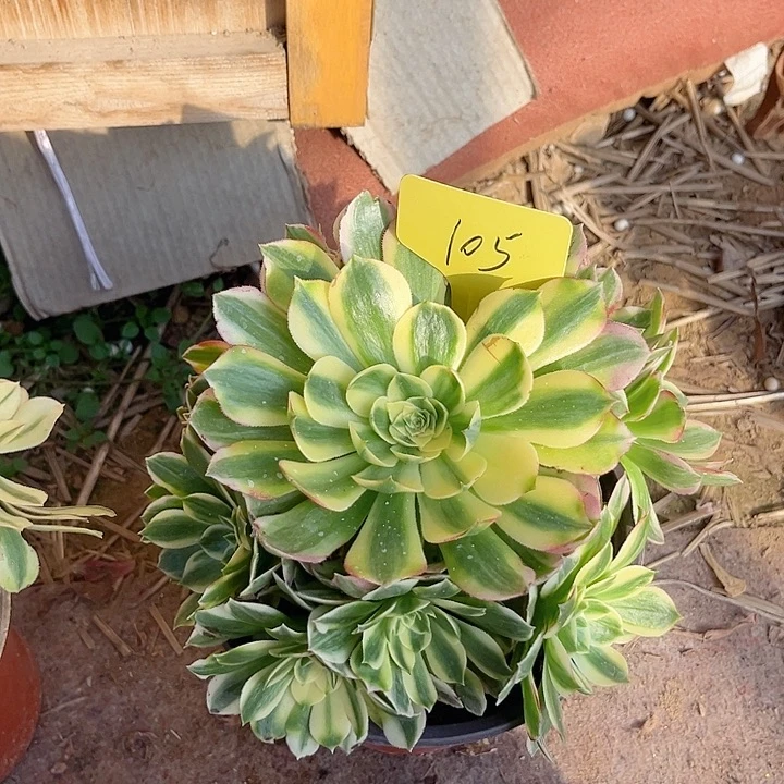 105一颗海王法师多肉