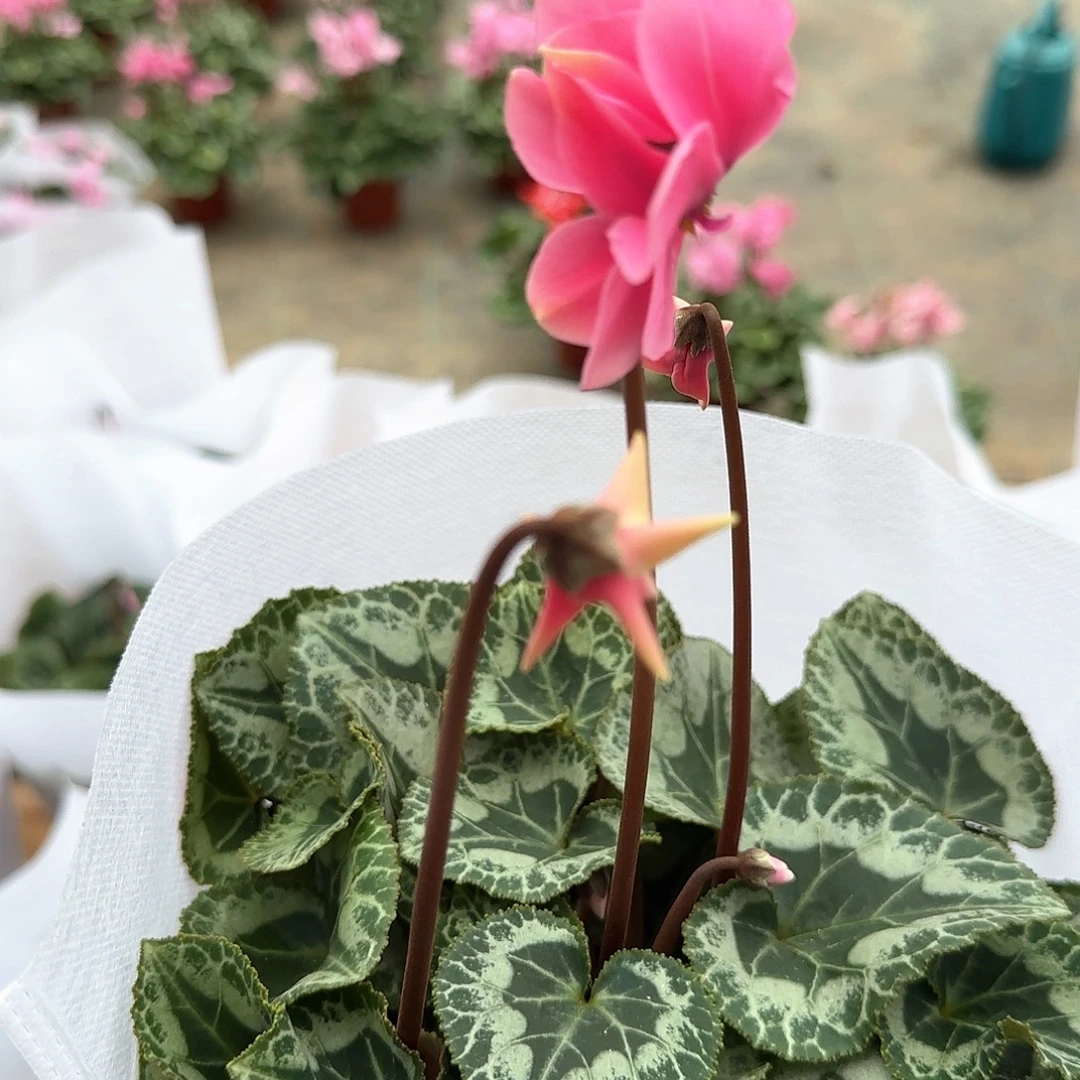 花***懂完全开放58B粉色匹克仙客来
