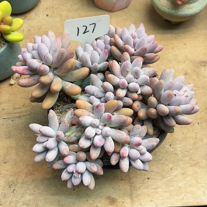 多肉植物，汤圆127号