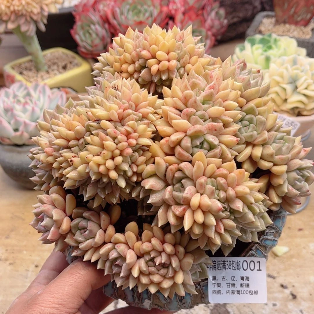 001象牙璀璨德华多肉