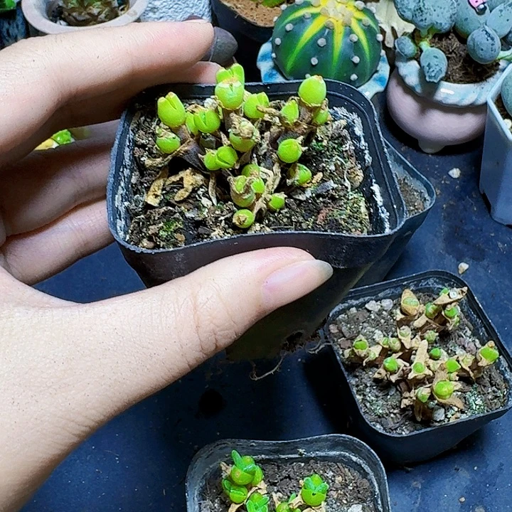 碧光环裸根一颗福利炸