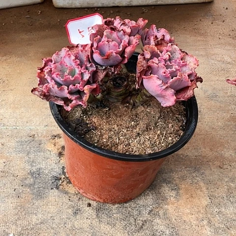 多****）5 号包菜系列 1 棵