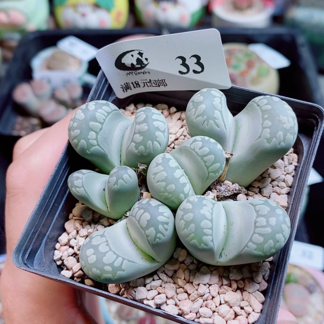 生石花花花花花花33