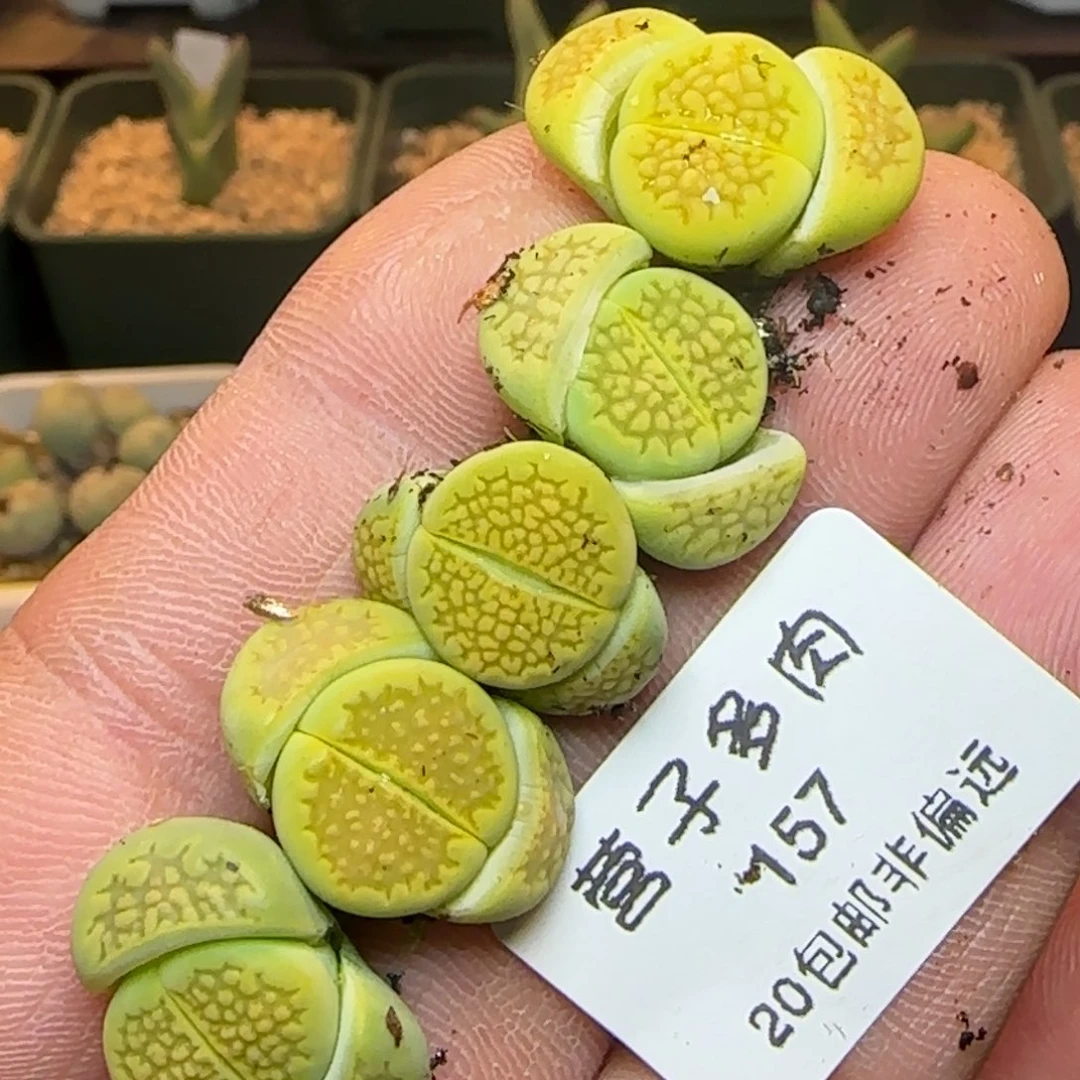 量拍黄巴黎5元5颗。