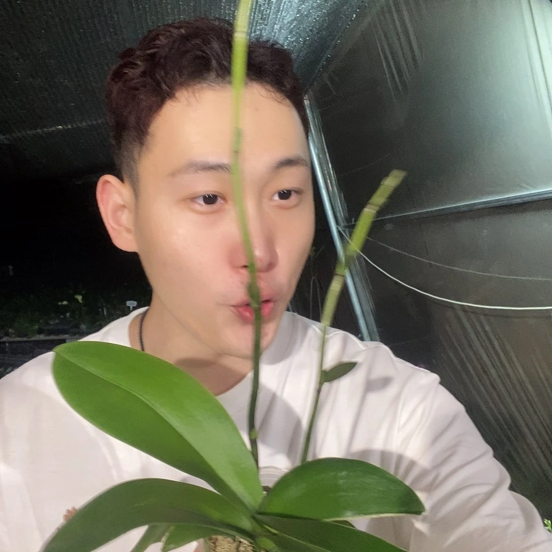 无花朵冰雕翡翠叶损