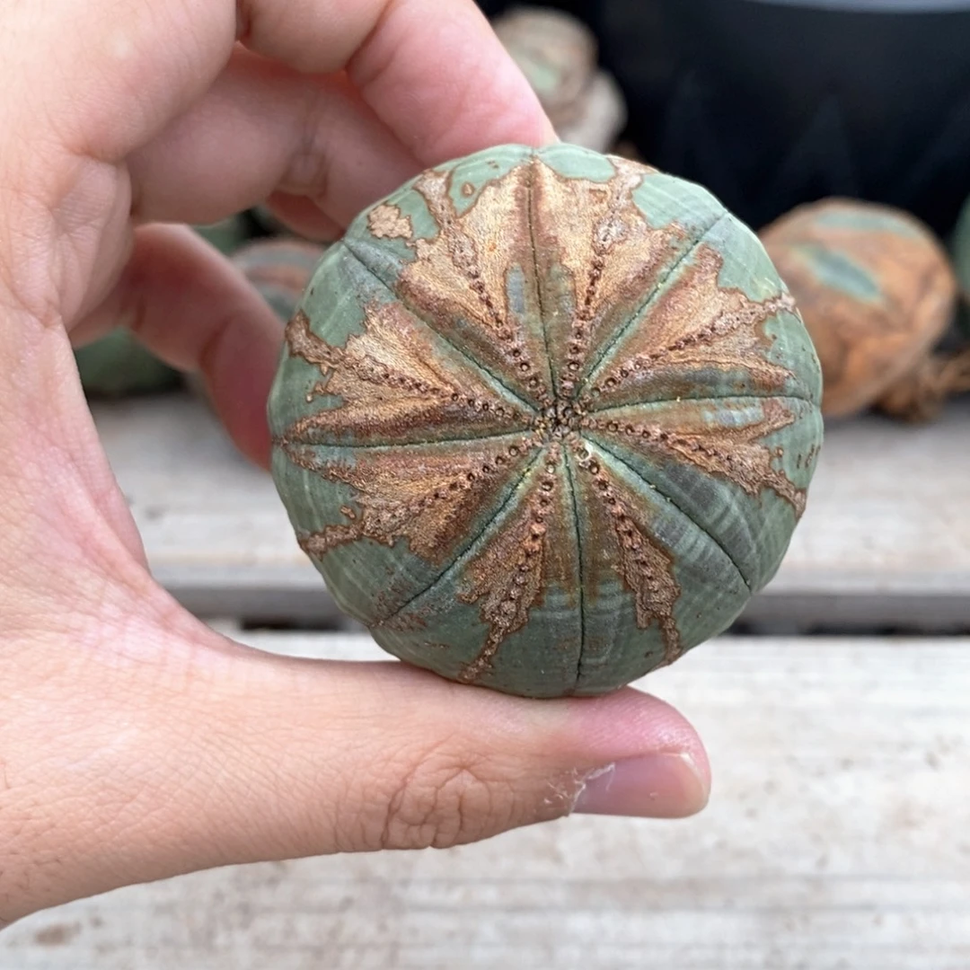 4 欧系实生布纹球多肉植物