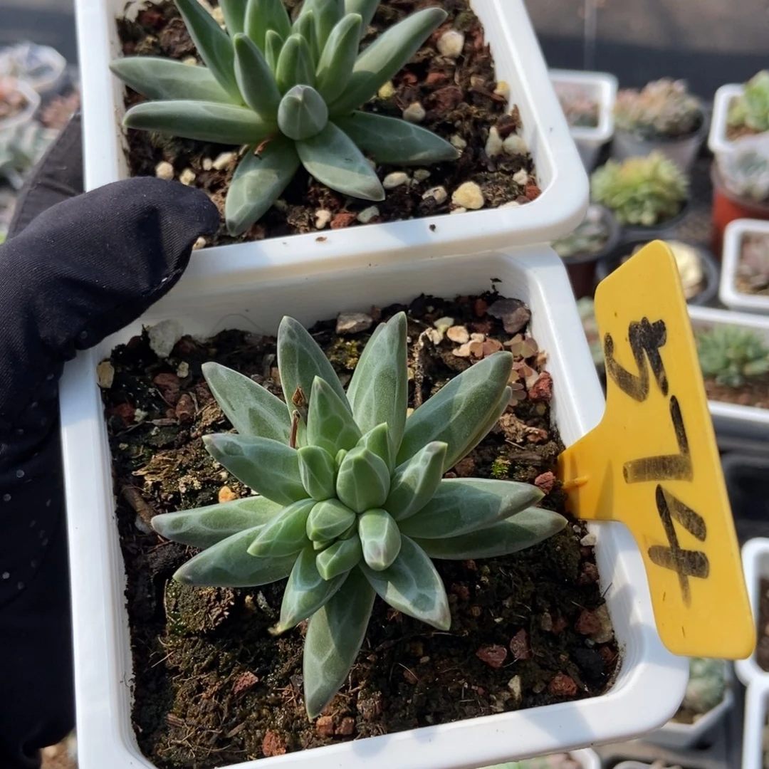 盼*7233梵高美人多肉植物