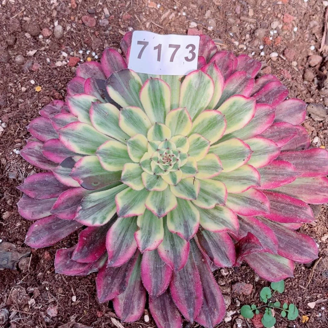 云彩多肉特价发货