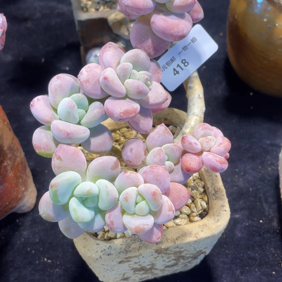 凌***开418洛神群生多肉植物老桩