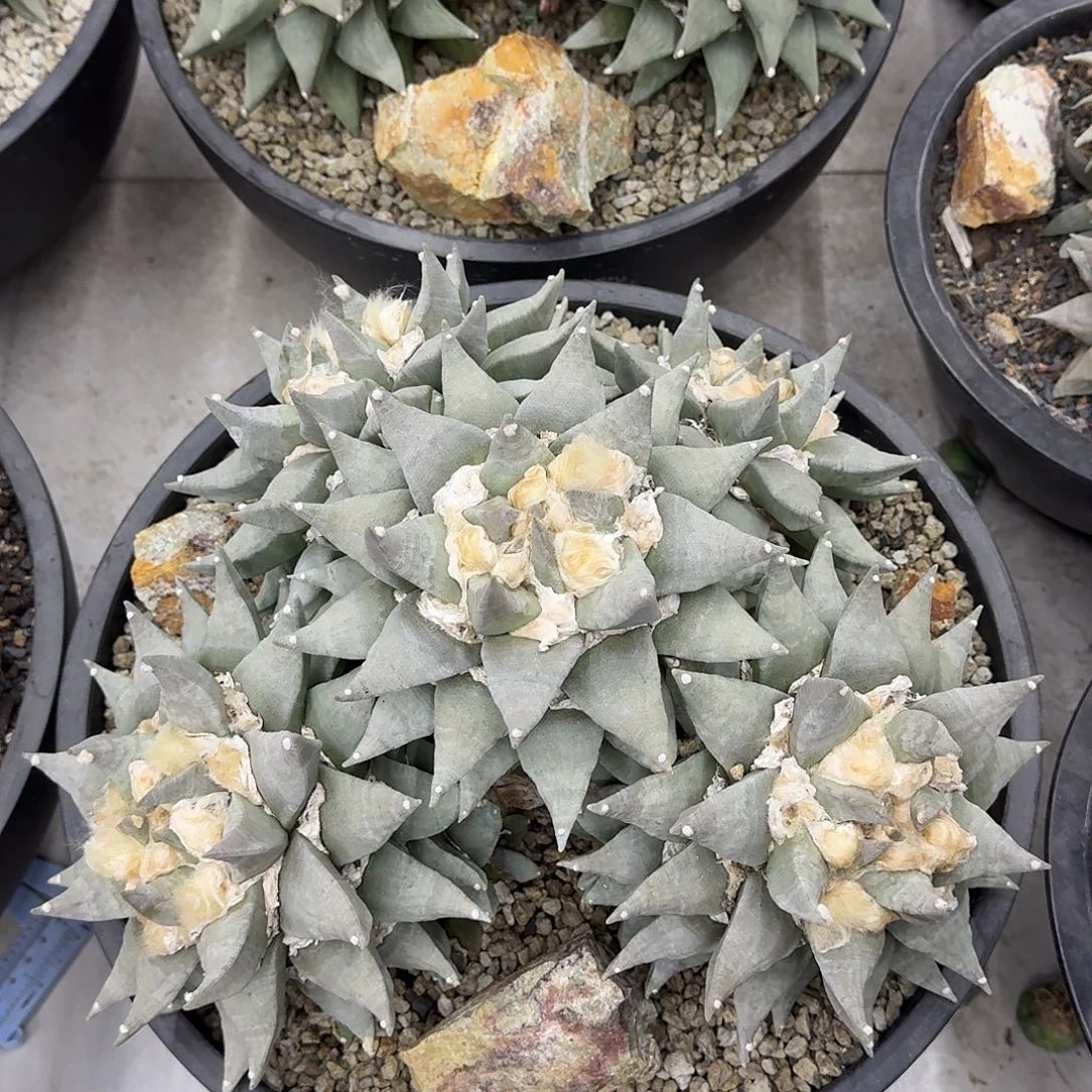 群生五头青瓷岩牡丹，35公分左右