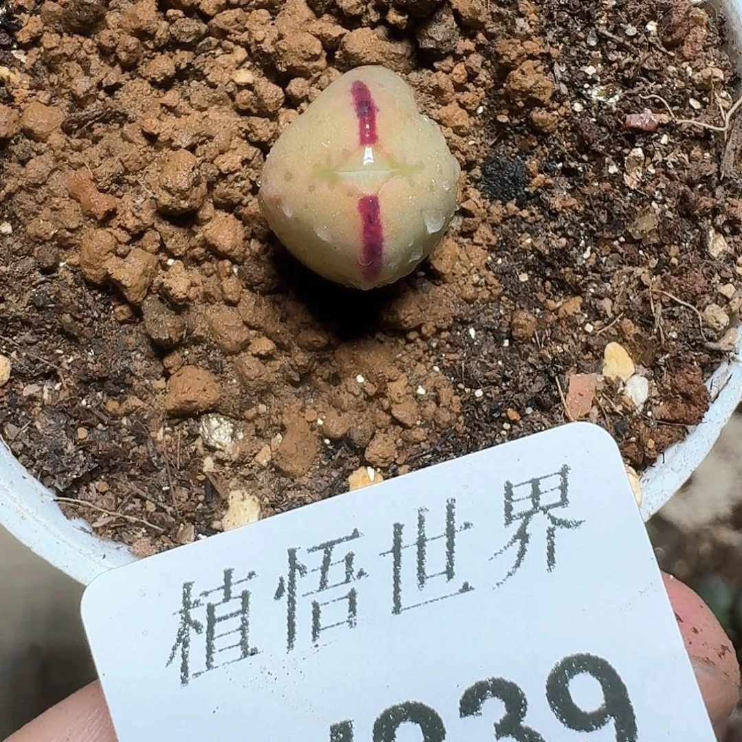 239盒多肉植物哇d g