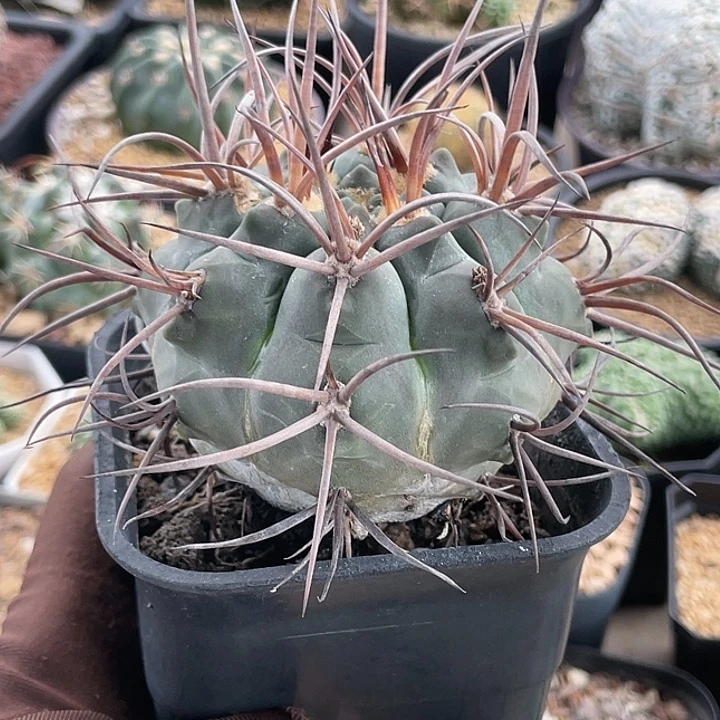 确***是守金摩天龙火焰刺实生仙人球