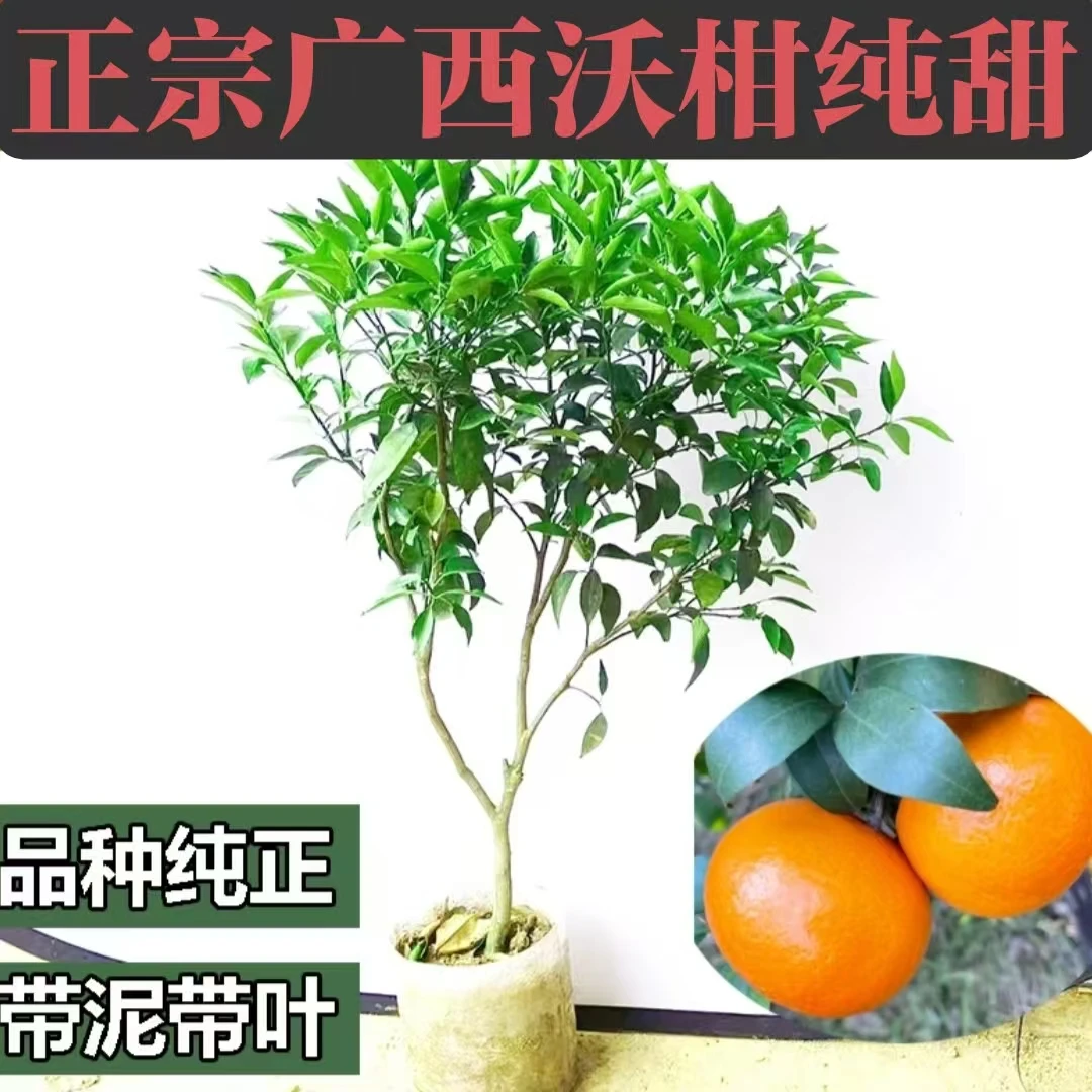高端盆栽【带果发货】高产沃柑盆栽可种适合南北方庭院种植
