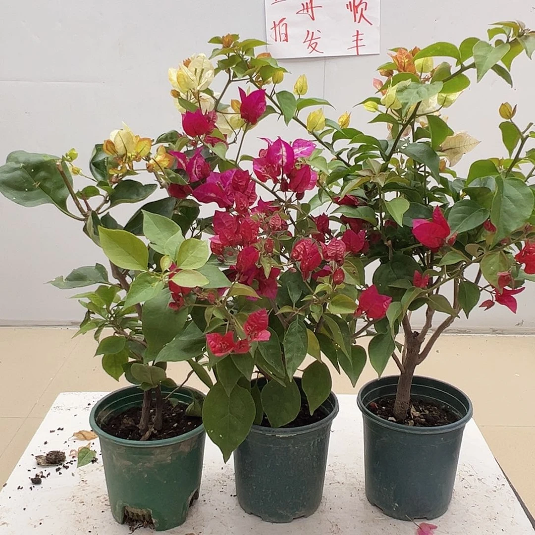 大部分花苞少量开放凤凰，倾城，浅彩虹组合