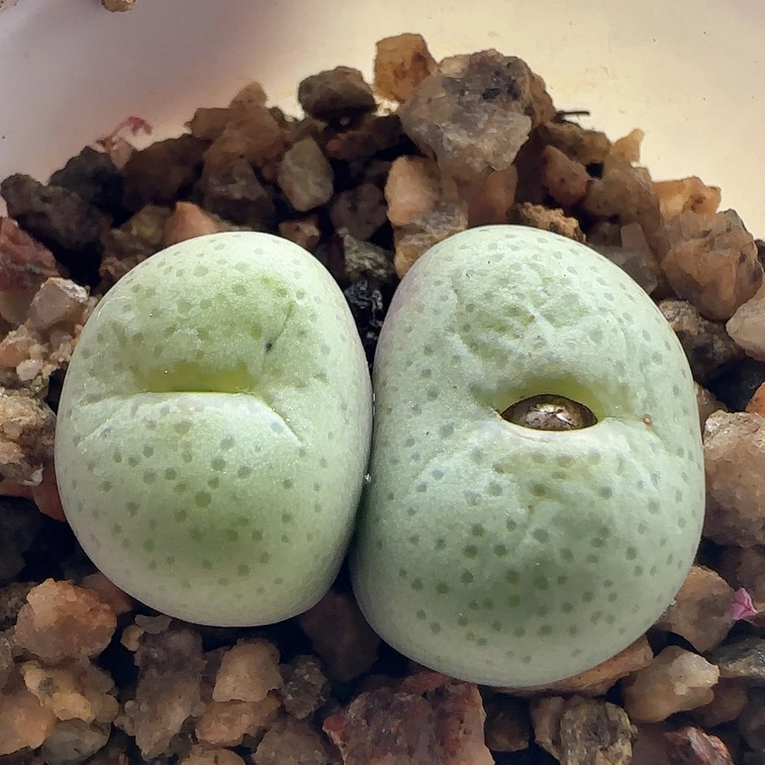 脱土发货哦24093