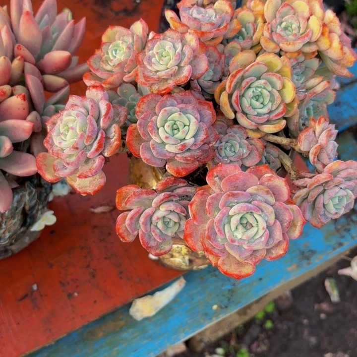 娟***子老桩精品肉肉千山雪