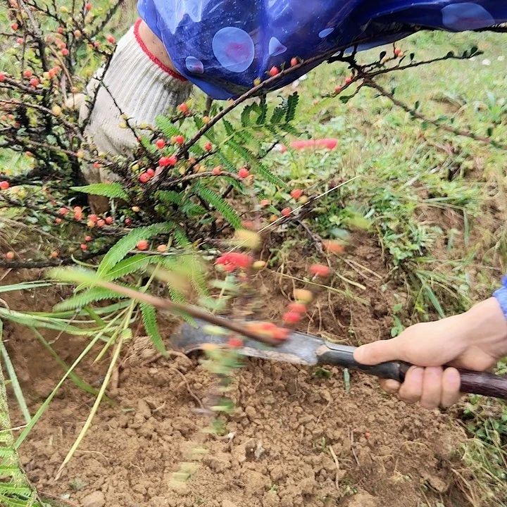 无花朵贵州煦子一颗