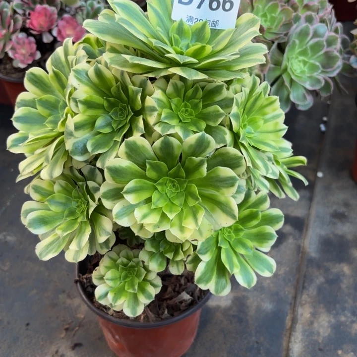 瑞妈多肉园艺766有断枝。