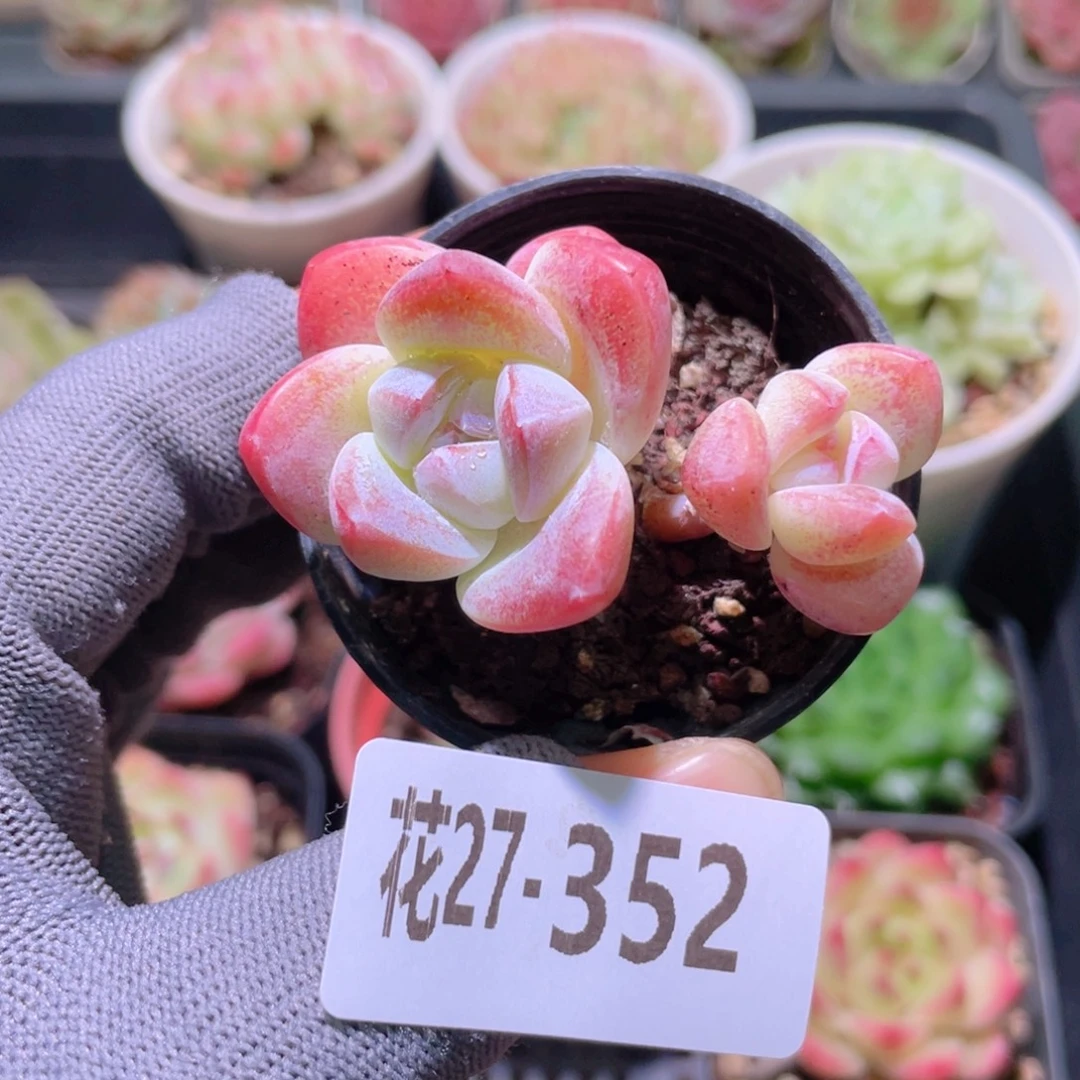 花利美27-352冰玉