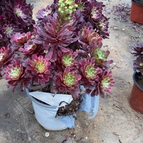 做**己31多肉植物法师法师法师法师