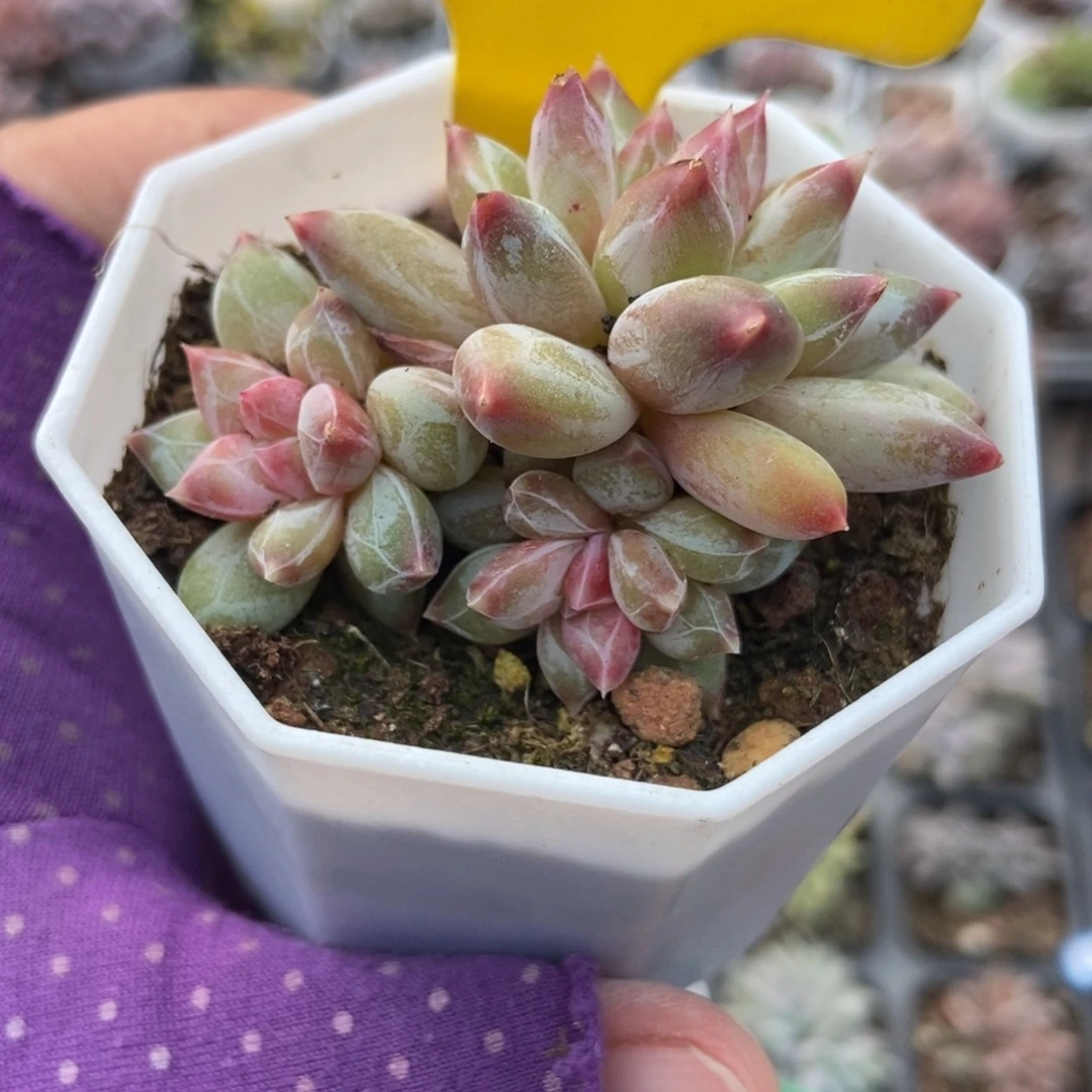 616伊丽莎白多肉植物