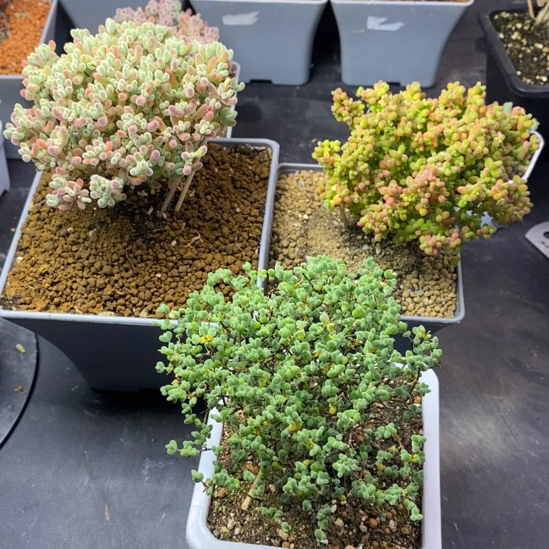 G****✨081套餐3颗枝干番杏