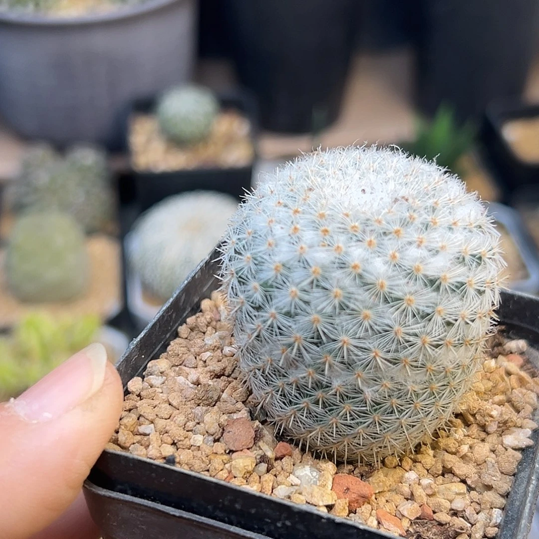 雪顶穴原希望丸实生球一颗