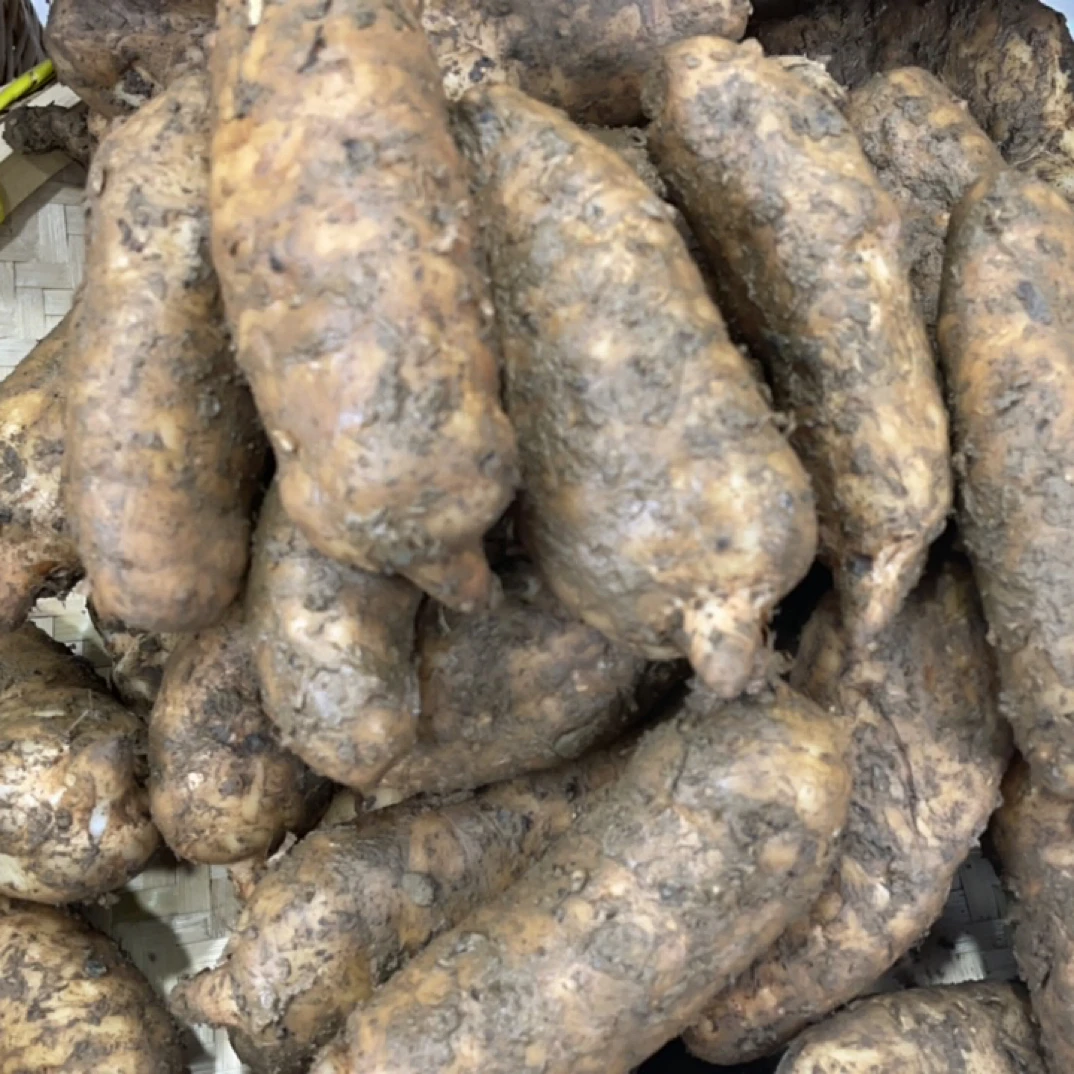 贵州新鲜现挖仿野生天麻可炖肉炖汤