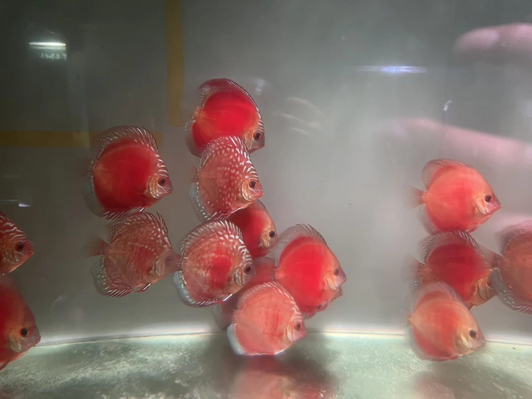 红卡/七彩神仙鱼活体淡水鱼包邮