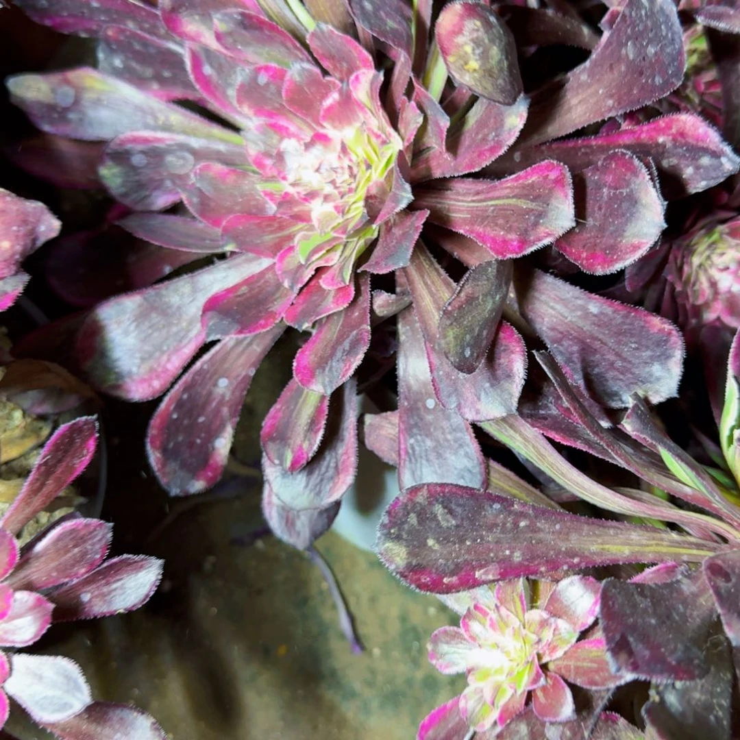 同花顺法师满20包邮