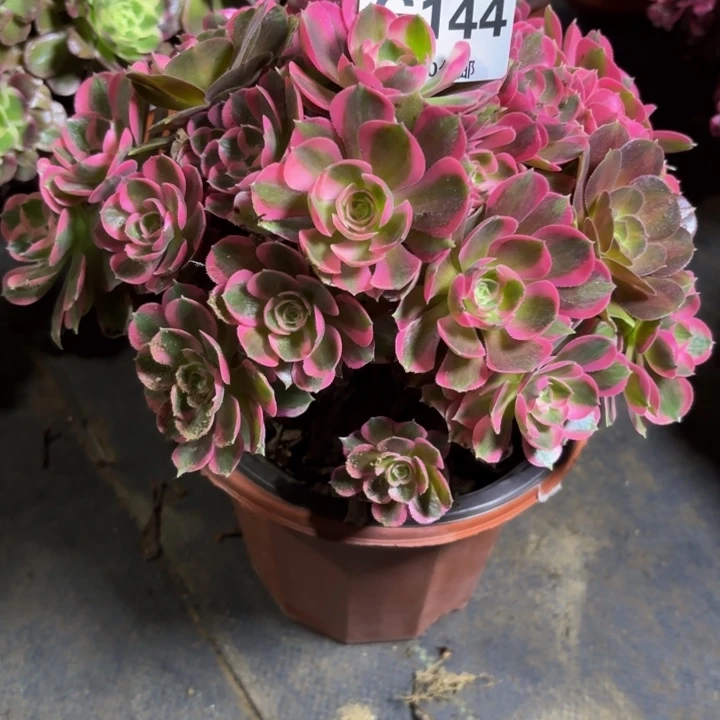 瑞妈，，，，，144初恋，