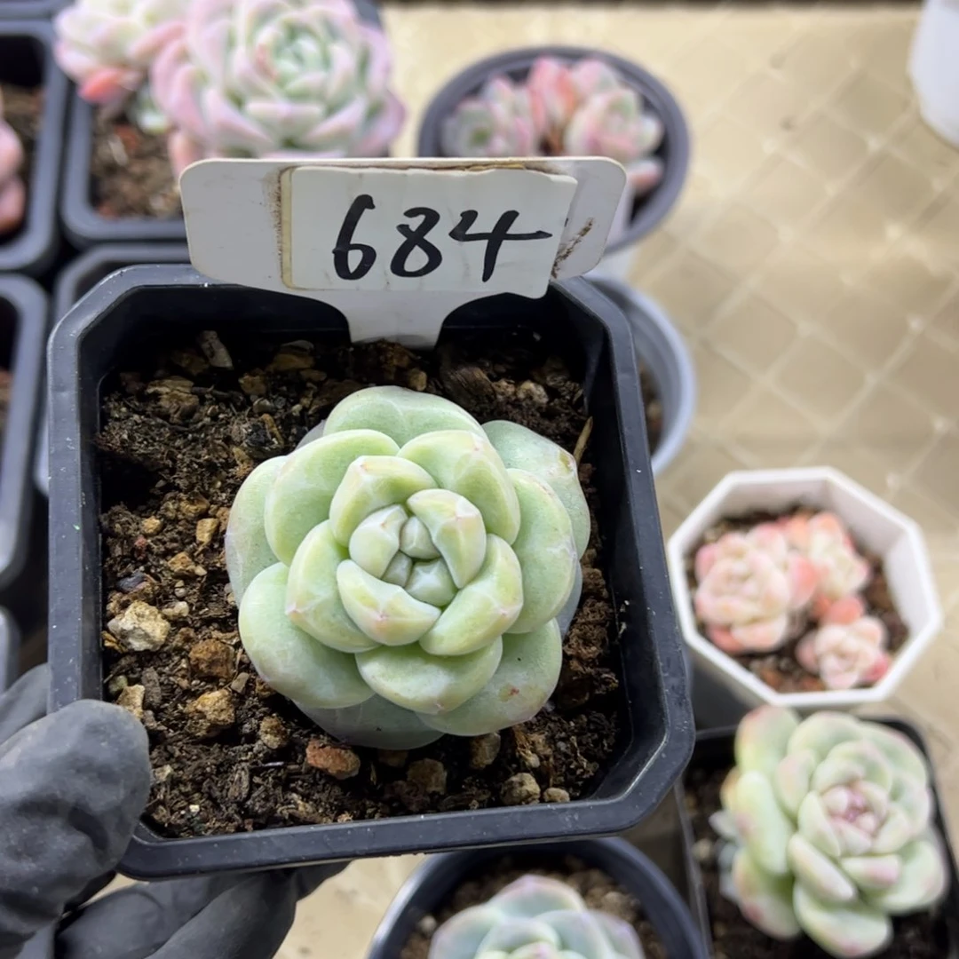 红陶叶**/684号多肉植物